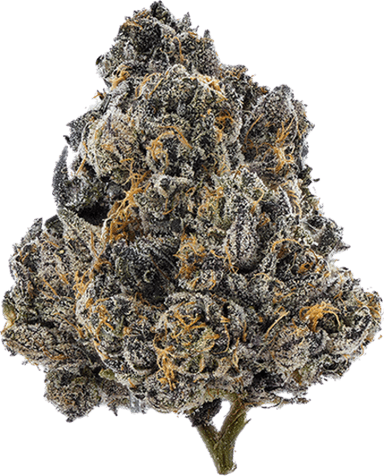 Glto33