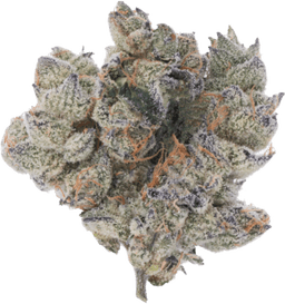 Pomelo Diesel